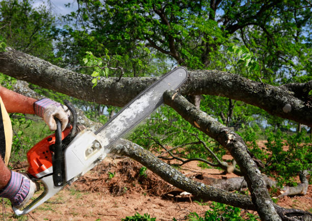 Tree Health Inspection in Marlinton, WV